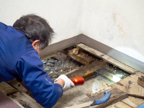 Best Toxic Mold Removal  in Asbury Lake, FL