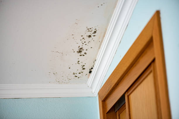 Trusted Asbury Lake, FL Mold Removal Experts