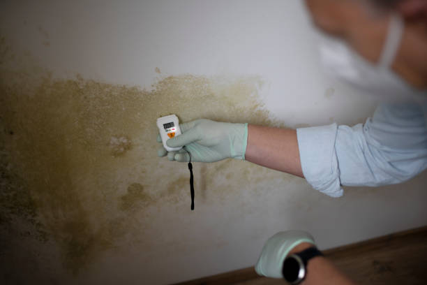 Best Mold Damage Repair  in Asbury Lake, FL
