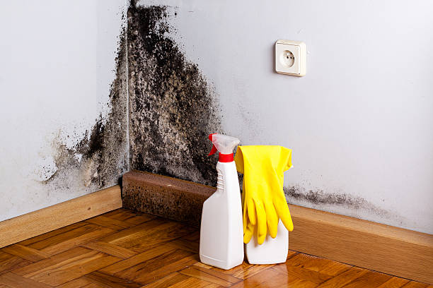 Best Residential Mold Removal  in Asbury Lake, FL